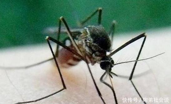 世界上最大的蚊子 金腹巨蚊长达40cm 不吸血专吃昆虫