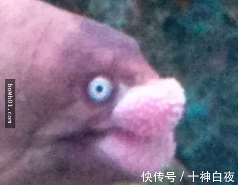 荒士|网友目击“鳕鱼子嘴唇”的神奇海鳗 有戏表情让人觉得是动画人物