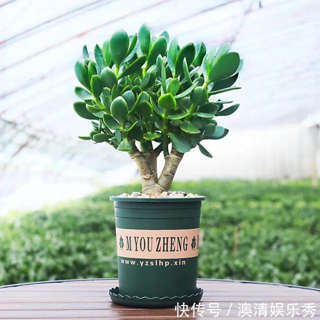 长势|早春养玉树，注意这4点，叶绿根壮长势旺，越养越旺家