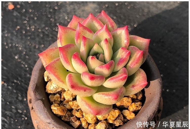 5种黄色系多肉，如玉般澄澈，颜色很独特，散发别样的美