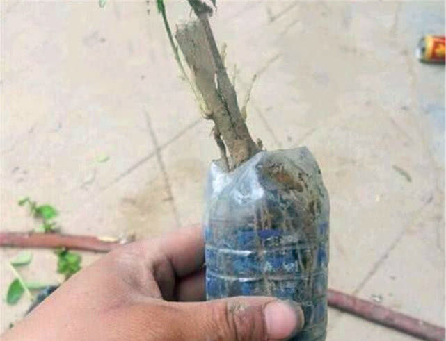 大叔用“小苗”做提根盆景,用1个塑料瓶“养根”,长根能挤爆瓶