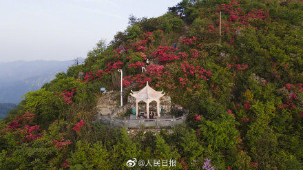 美！杜鹃花开遍山野是什么景象