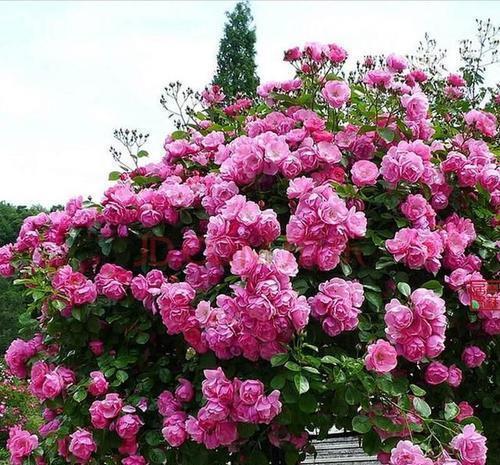 繁花|想要月季花开出“繁花”景象,这几件事要做好,5分钟学会!