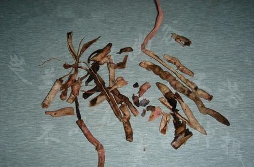  放在|兰花出现这种现象，放在冰箱里冻一冻，来年就能发芽，比生根粉强