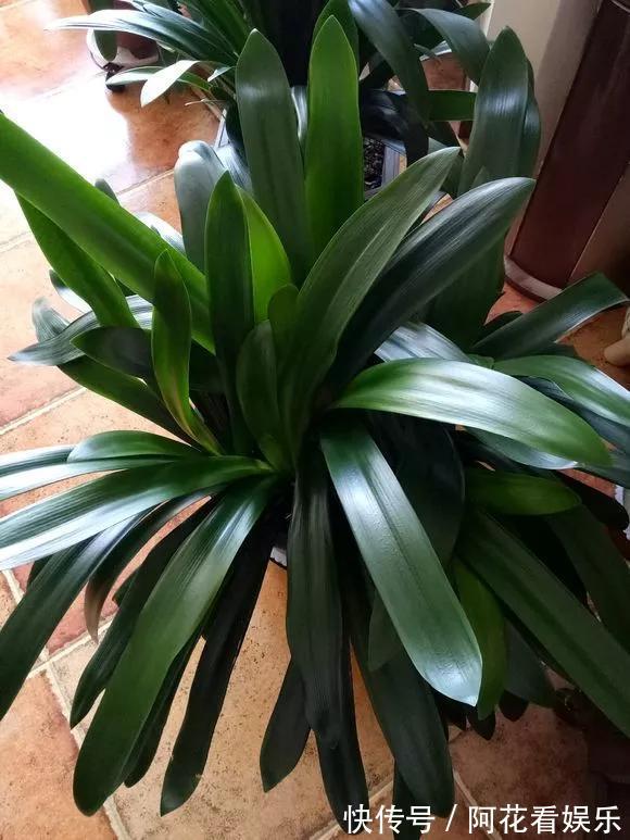 君子兰长得太慢学几招,叶子猛长花开不断,美翻天!
