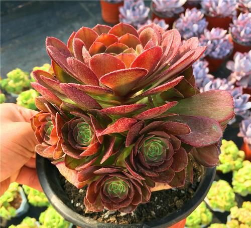 养多肉法师，做好这些事，不黑腐化水，长成老桩霸气十足