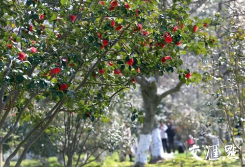 春光明媚 情侣园里百花闹春