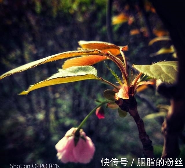 人性格|月老送缘,喜鹊报喜,前任归来,相爱一生,天荒地老