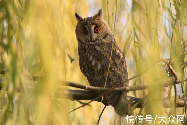 马踏湖|马踏湖生态保护区：湖水湖鱼生态湖泊 芦苇荷花鸟的天堂