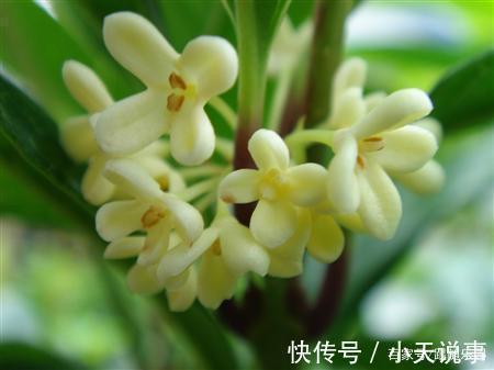 4种“镇宅”树,家里有地方,至少放上一盆,吉祥还旺财!