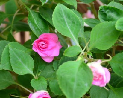 三种水号称养花神器,比花肥效果好用100倍,养啥都能轻松长不停