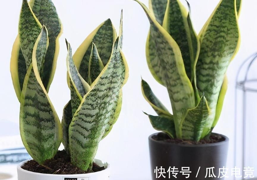 虎皮兰容易饿,盆里多喂二种肥,根壮叶绿,小芽长不停