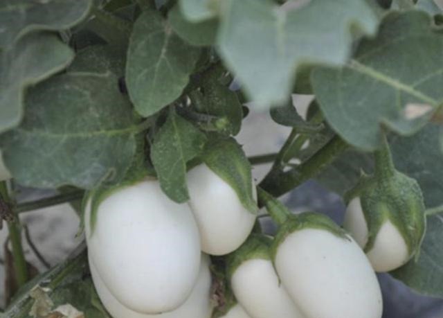 奶奶在阳台盆栽“蛋树”，1盆结出“10颗果”，60天摘一茬，够吃