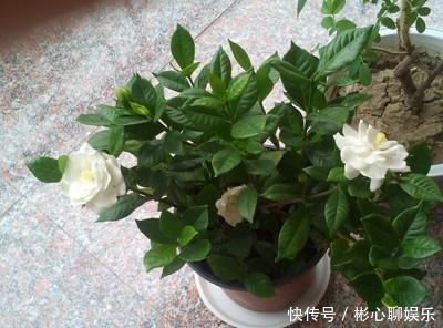 小绿芽|终于等到了扦插季，这两种花赶紧买，以后就不用买了！