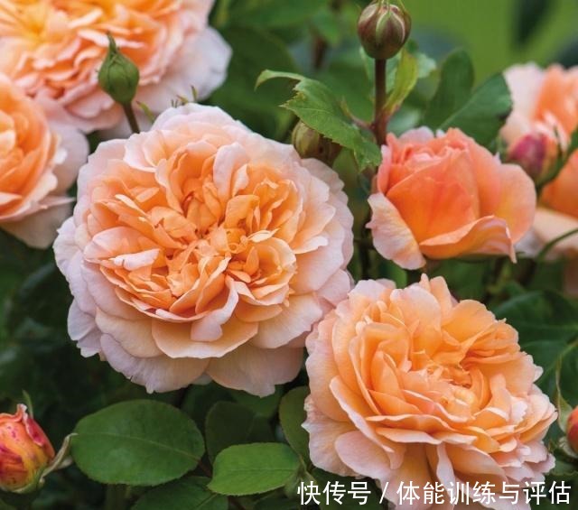 如何让月季弱苗在春天满血复活让你的月季抓住春风长成壮苗吧！