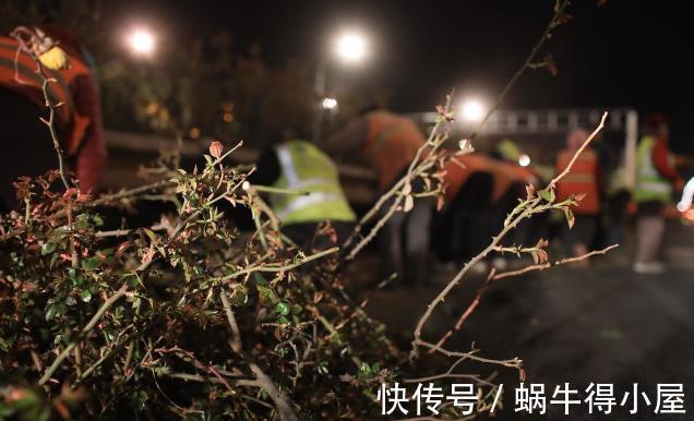 北方地区|北方种月季就是比南方好养又好看,别不服气,三个原因摆在这里