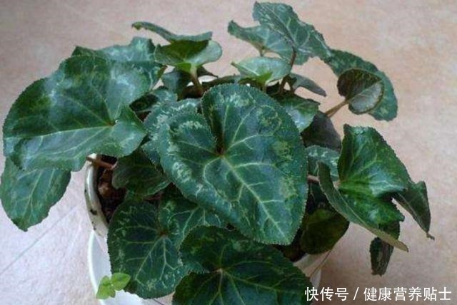 仙客来不用年年买,开完花后做好4个“步骤”,还能再次长叶开花!