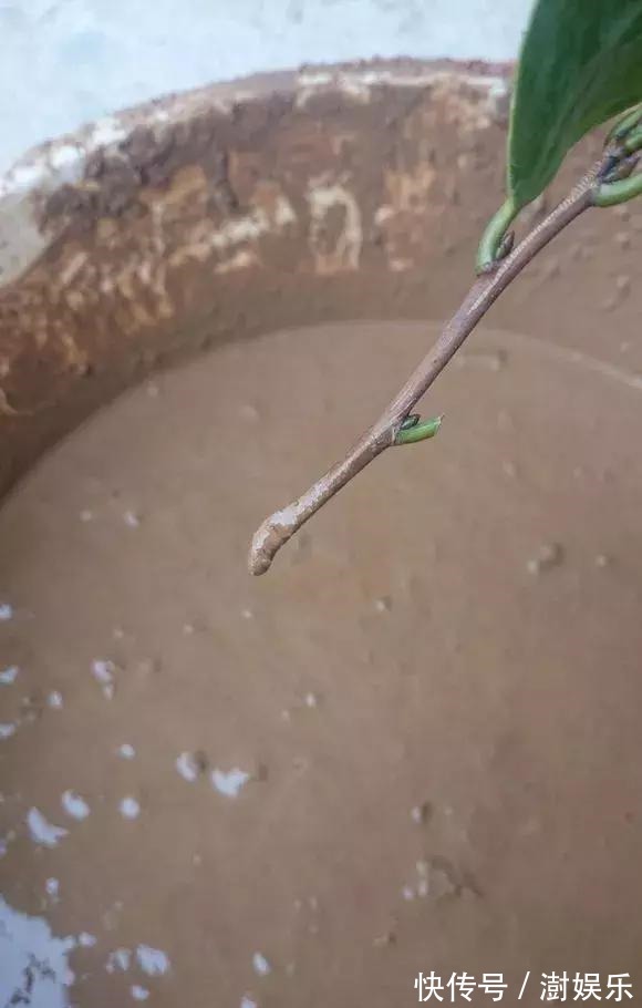 水杨酸|杜鹃茶花插不活,枝条在泥巴里打个滚,大白根呼呼长,新芽猛冒!