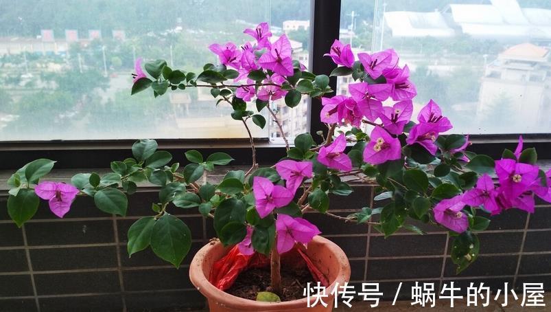 花友们|如何给三角梅控水，让它成为当之无愧的“开花机器”？