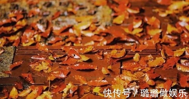 龙苍沟|「龙苍沟」赏彩林 探秘境