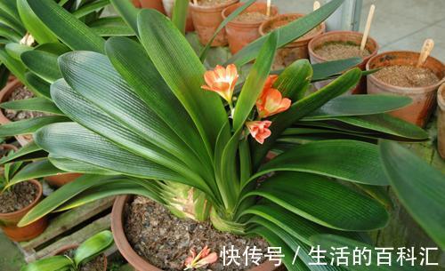 君子兰|秋天养君子兰，做好3件事，叶片厚又亮，花箭窜一米