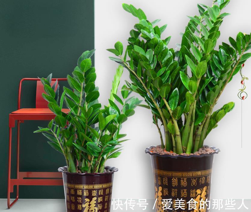 11月养花,建议选择3个品种,个个好看且好养