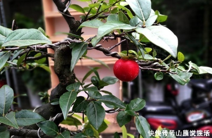 树桩|这种植物的果子挂枝头很像灯笼,是观果盆景的上好品种,你喜欢吗