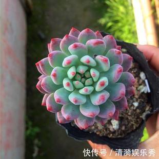 盘点10种“容易度夏”多肉，南北方花友，随便选、随便养