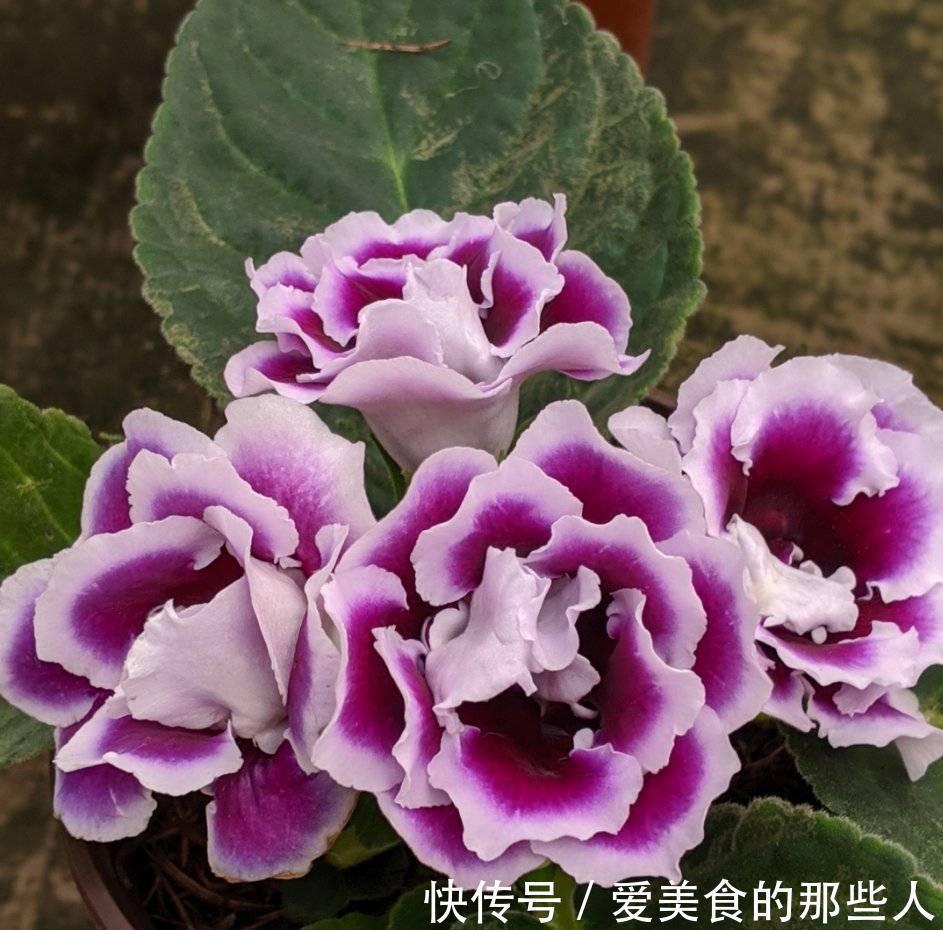 3种花,真的不怕寒冷,零度也能开花、很灿烂花很多特别美