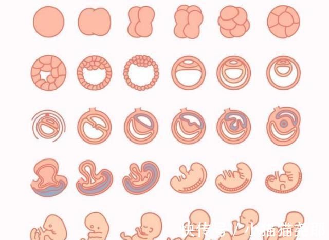 准妈妈|怀孕1~40周，每周身体有何变化？送你一份“孕期清单表”！