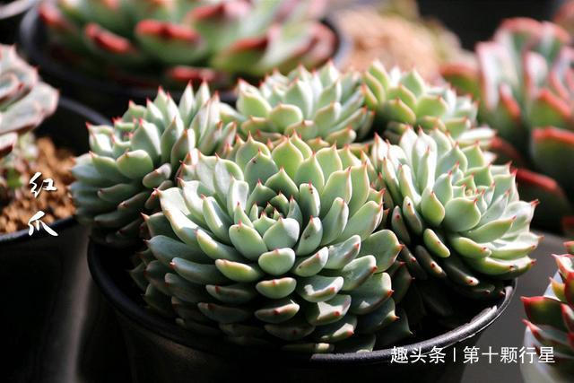 新手最常犯的错误之一看到植物干瘪的,叶子下垂……就浇水