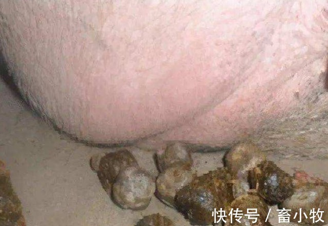 太保|母猪便秘是什么原因引起的?母猪便秘的主要原因,都在这里了