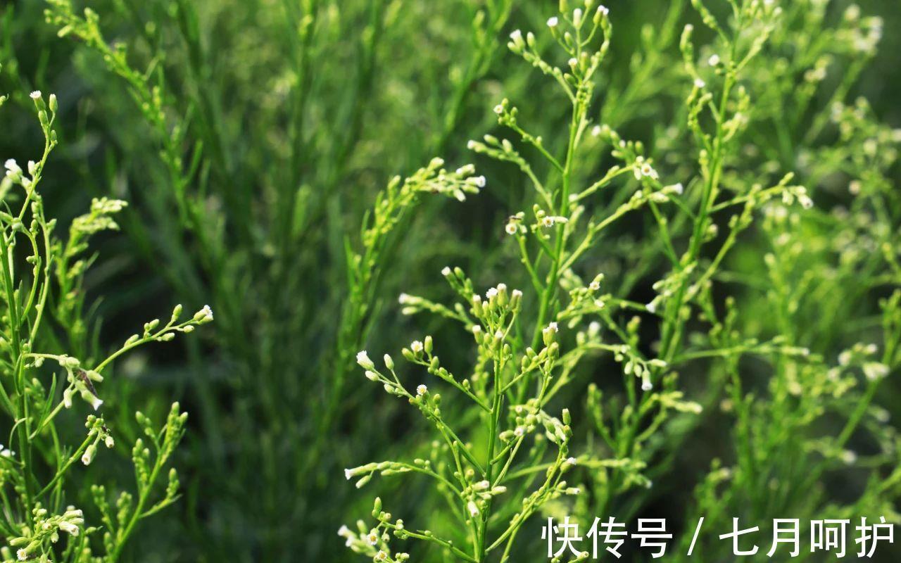 解酒草|被称之为“解酒草”的它,也是一剂肠胃病“特效药”,遇见要珍惜