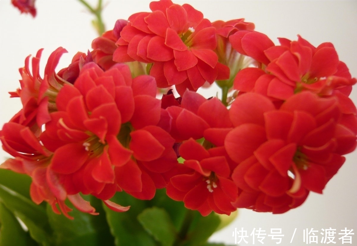 九月底,赶紧这样管理长寿花,否则今年可能不开花