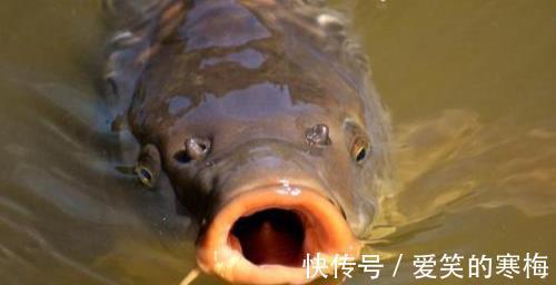 气压|夏季如何钓鲤鱼?只要找对方法,偶尔爆护并不难