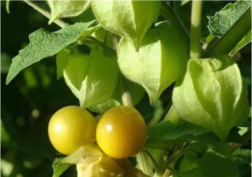 零食|每晚当零食吃一把,气血足了,色斑没了,女性不想满脸皱纹试试