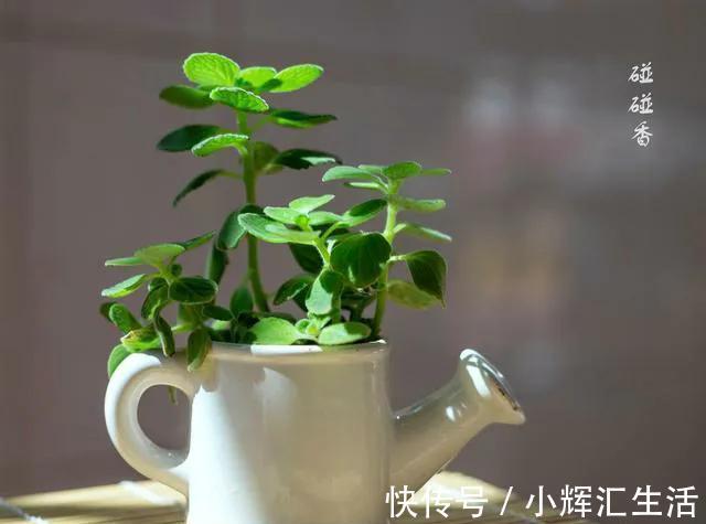 碰碰香脾气大，一不小心就散发清香，家里养一盆，很有好处