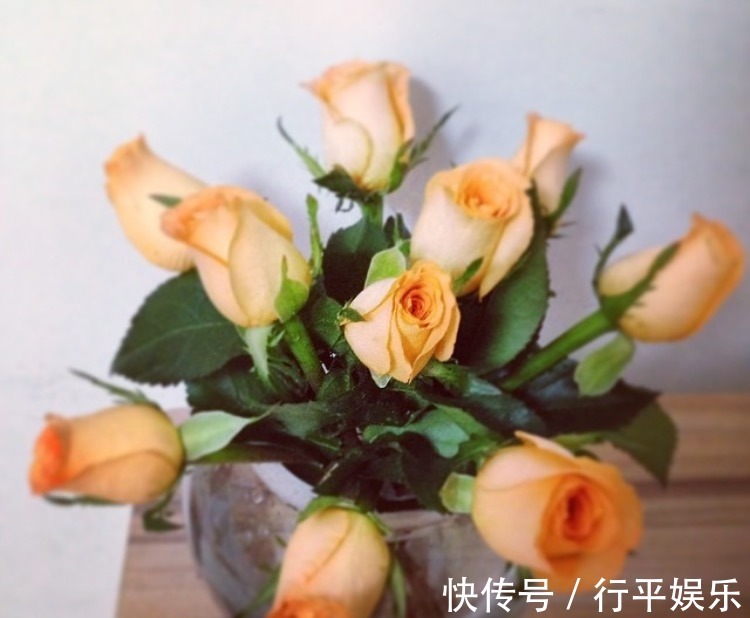 阳台养这1种花卉,一年四季都很勤劳地开花,和“玫瑰”一样美丽