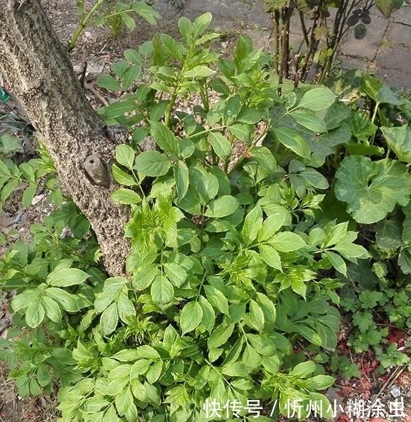 果实|路边的杂草“接骨草”外表美观,香气清新,具有药用价值