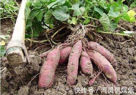 病菌|有“长寿食品”之誉的红薯,减肥瘦身,如何收获高产优质的红薯