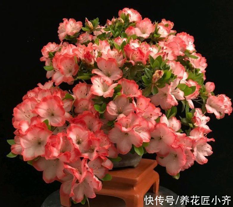 杜鹃花过年都抢着买，但90%的花友都养不好它，因为养它有技巧