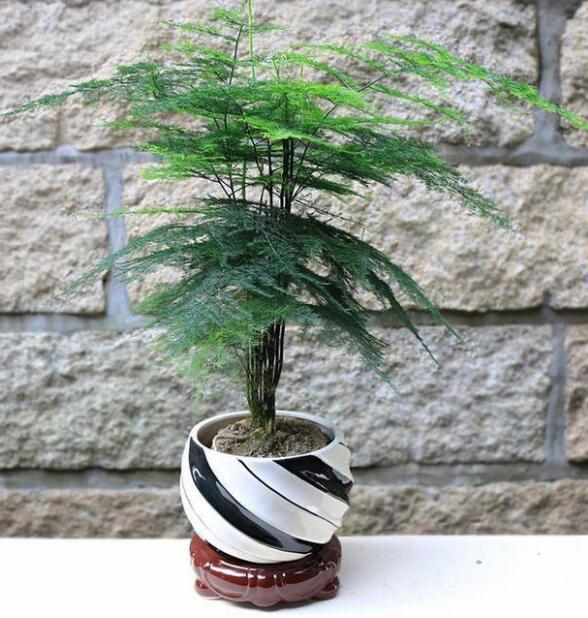 文竹烂根还能救活吗教你3个挽救小妙招，让文竹“起死回生”