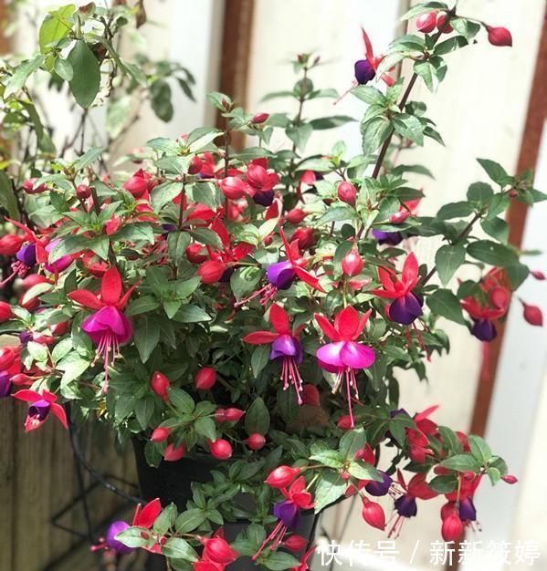 2020年超流行的盆栽花，好看又好养，花期长，人见人爱，值得拥有