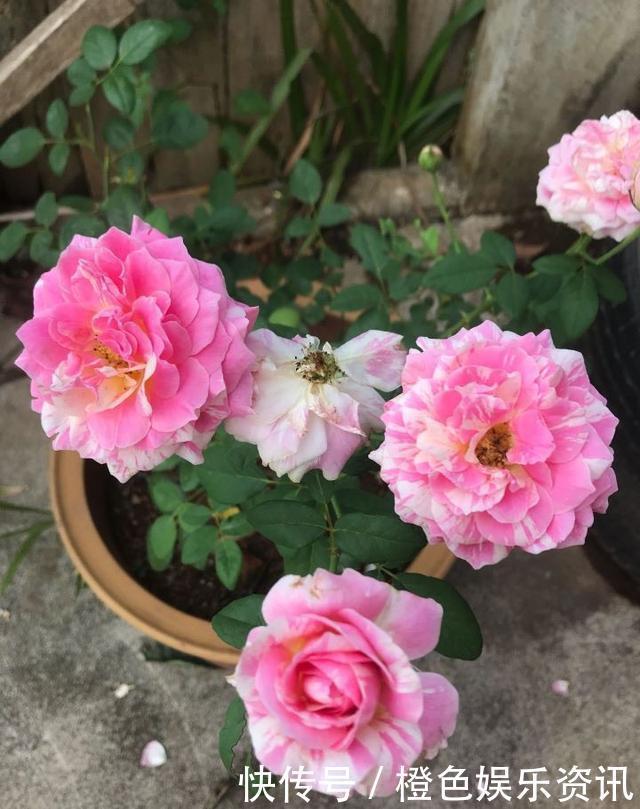 细数10种狼牙棒月季,怕刺的可绕道