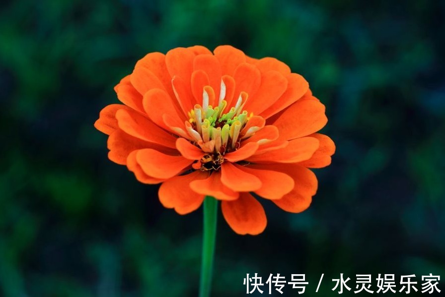 爆盆|三种适合懒人养的盆栽花，只要有阳光就行了，不用管它也能爆盆！