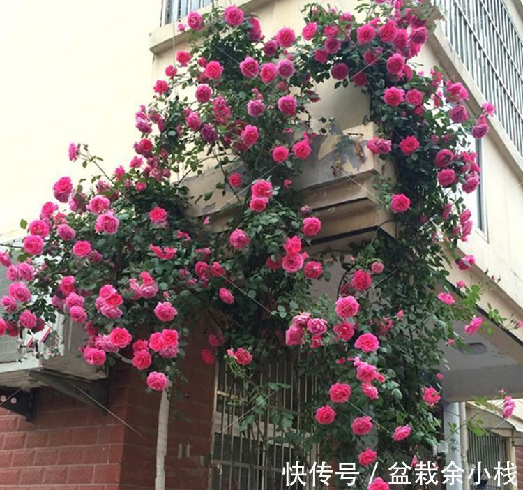 盆栽|养藤本月季,观花赏叶,室外地栽、室内盆栽该注意哪些地方?