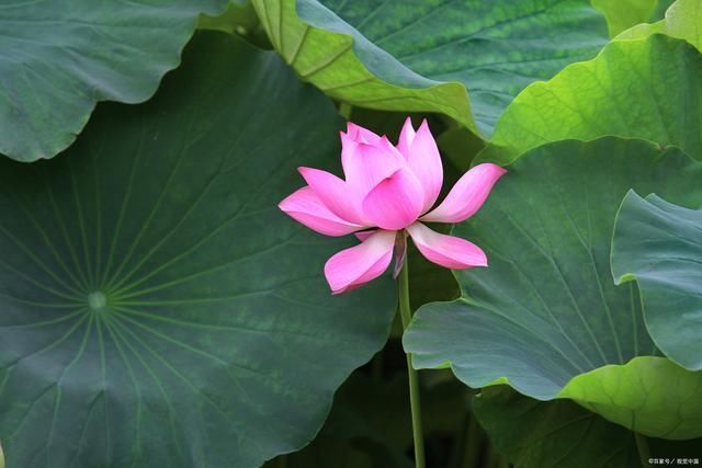 荷珠#21首荷花詩(shī)詞綠染荷塘香染蓮,甘霖潤(rùn)澤碧波鮮