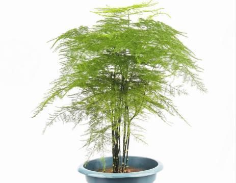 入夏文竹变得难伺候,做好几点养护,天气再热也不怕,叶色翠绿