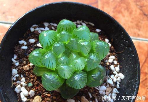 多肉都耐旱?3种喜水多肉,一天不浇旱得慌,多浇水才能撒欢长!