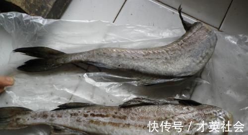 被人误解最深的鱼，因冷冻被人嫌弃，其实它比鲅鱼香，比鲫鱼营养